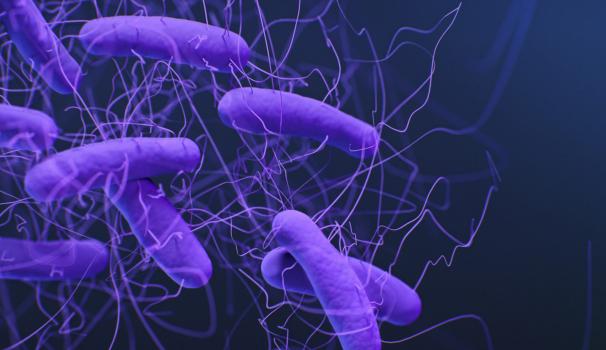Clostridioides difficile