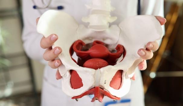 imatge recurs d'un professional de la salut aguantant un model de sòl pelvià
