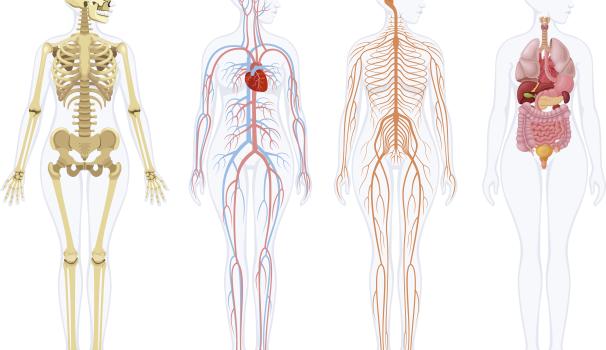 Anatomia general i Embriologia