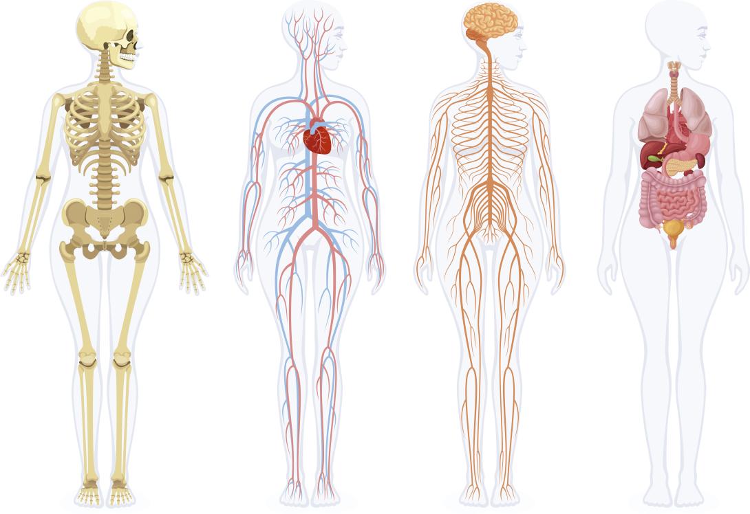 Anatomia general i Embriologia